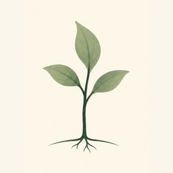 Sapling illustration